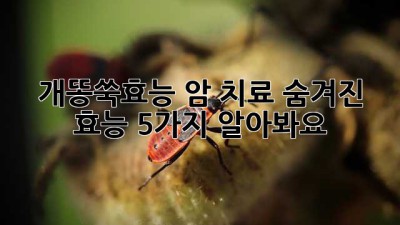 개똥쑥효능🌿 암 치료? 숨겨진 효능 5가지 알아봐요!